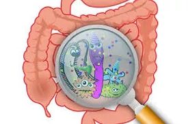 What is Gut Health