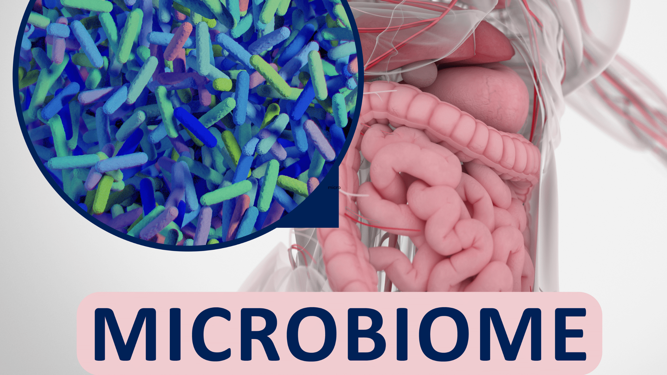 human body with intestines showing and a zoomed in version of the gut microbiome